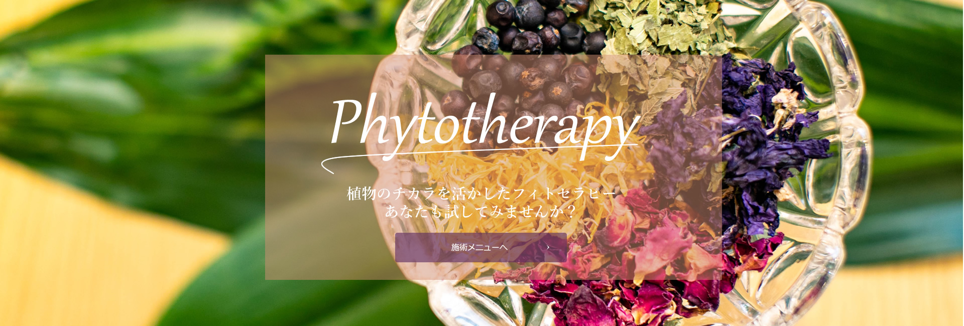 phytotherapy植物のチカラ_施術メニューへ