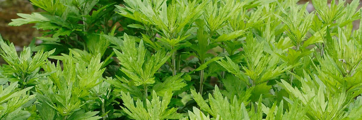 黄土よもぎ蒸し写真